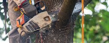 Best Palm Tree Trimming  in Sleepy Hollow, IL