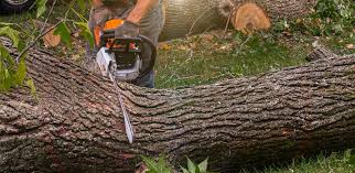 Best Hazardous Tree Removal  in Sleepy Hollow, IL