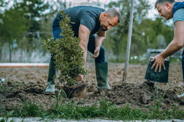 How Our Tree Care Process Works  in  Sleepy Hollow, IL