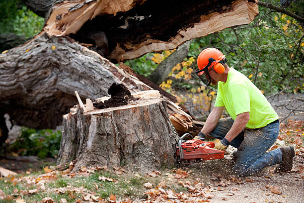  Sleepy Hollow, IL Tree Services Pros
