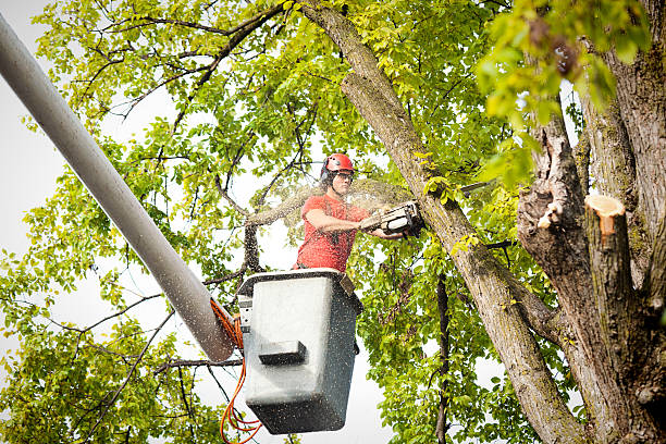 Best Arborist Consultation Services  in Sleepy Hollow, IL